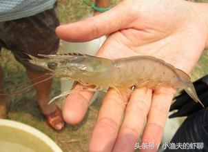 对虾养殖中常见的疾病,对虾白斑防治方法