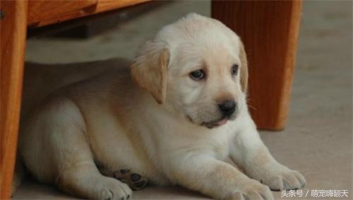 七个月的金毛拉稀怎么回事,金毛吐了没消化的食物是怎么回事