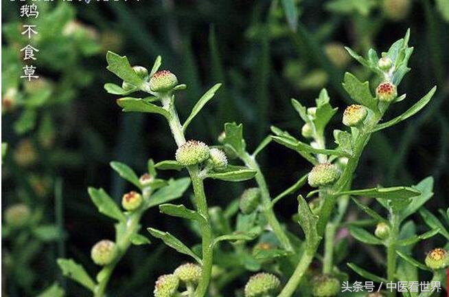 农村最常见的野草可以治疗感冒,农村路边常见的祛湿热野草