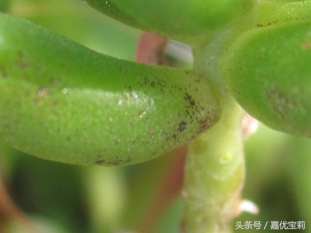 多肉杀红蜘蛛最佳方法,多肉生红蜘蛛专用杀虫剂