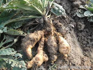 大道至简中医自学,中药治银屑病处方