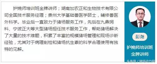 兽医站治疗耳血肿,猪外科手术有哪些