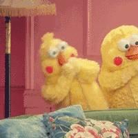 这两只在日本爆火的贱鹦鹉，一定能成为表情包界最火的新网红！