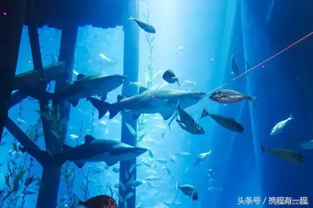 迪拜免落地签 (迪拜落地签需要多少钱)