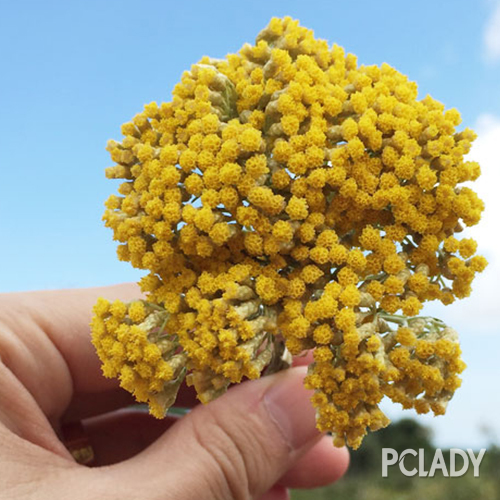 护肤产品黄金油,护肤黄金油