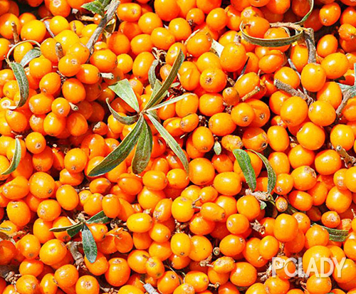 护肤产品黄金油,护肤黄金油