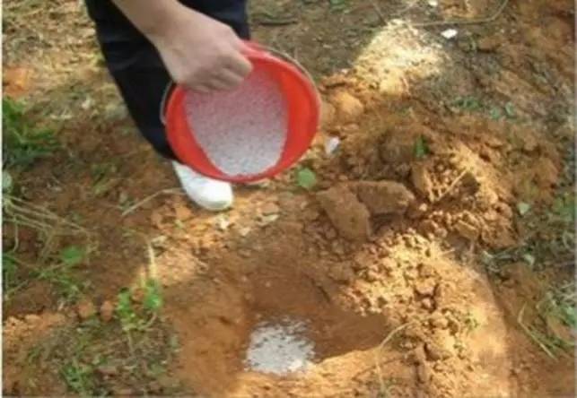 维纳斯苹果苦痘病为什么严重,苹果苦痘病症状及发生原因