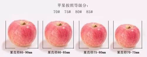 维纳斯苹果苦痘病为什么严重,苹果苦痘病症状及发生原因