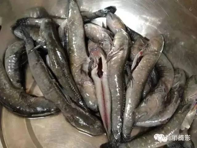 2017年霞浦“海鲜年历”出炉，你知道现在该吃什么吗？