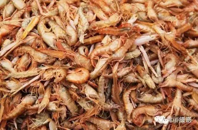 2017年霞浦“海鲜年历”出炉，你知道现在该吃什么吗？