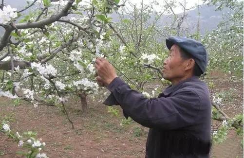 维纳斯苹果苦痘病为什么严重,苹果苦痘病症状及发生原因