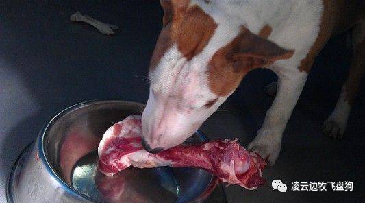 关注！骨头可以杀死狗！