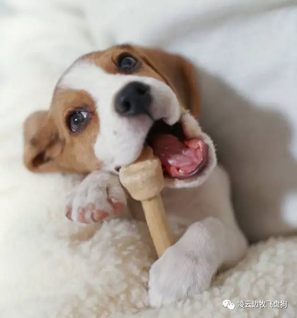 关注！骨头可以杀死狗！