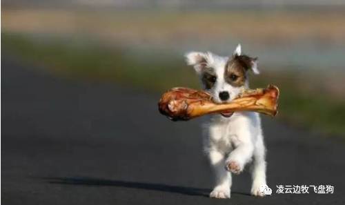 关注！骨头可以杀死狗！
