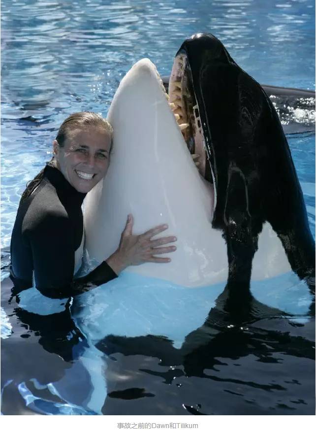 它的死，是给人类一记响亮的耳光