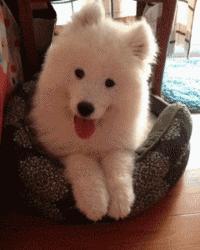 如何鉴定萨摩耶是否纯种,怎么判断萨摩耶是不是纯种