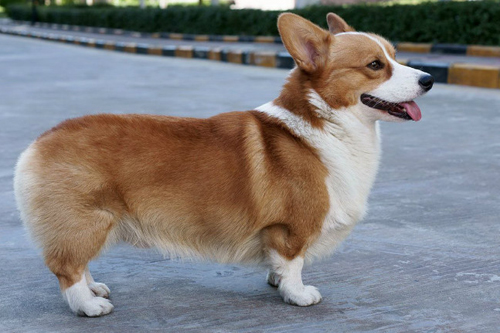 柯基犬怎么没有尾巴,柯基犬尾巴为什么要断尾