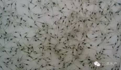 虾海鱼如何混养,海水鱼虾混养最佳模式