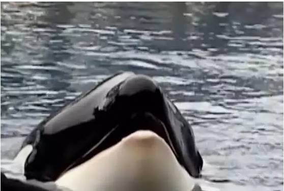 它的死，是给人类一记响亮的耳光