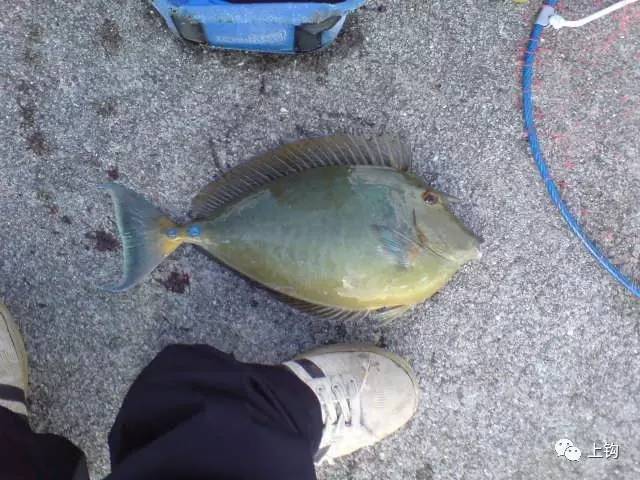 冲绳岛海钓,海钓福利