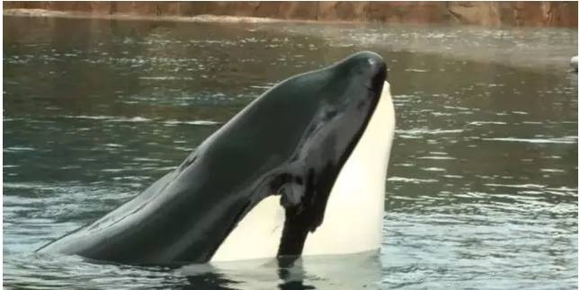 它的死，是给人类一记响亮的耳光