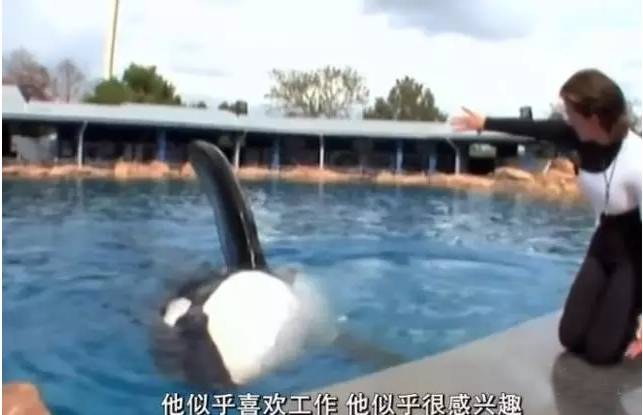 它的死，是给人类一记响亮的耳光