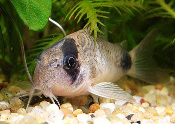 人见人爱的观赏鱼,金波子鱼观赏鱼