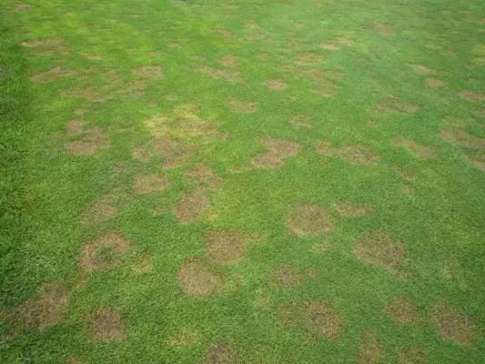 攻克黄斑病变,攻克白化病