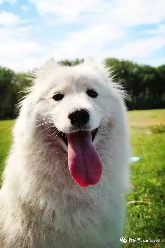 如何鉴定萨摩耶是否纯种,怎么判断萨摩耶是不是纯种