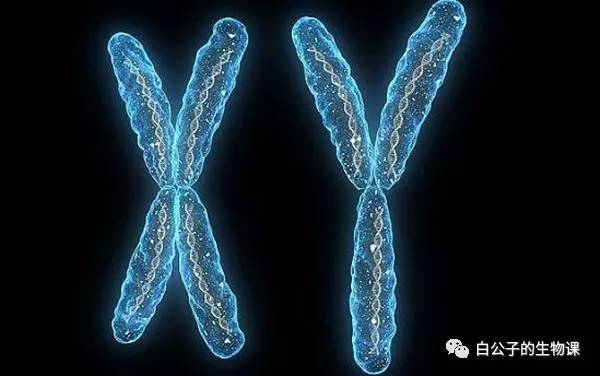 大白课｜人可以有第三种性别吗？不行的话可以创造出来吗？