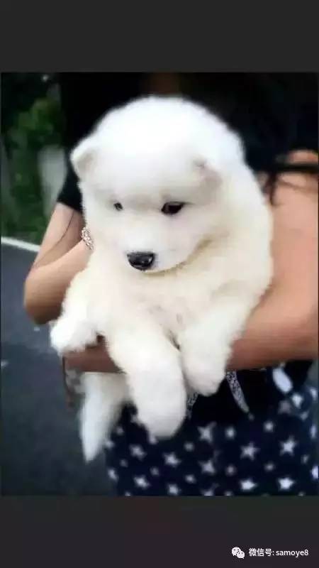 如何鉴定萨摩耶是否纯种,怎么判断萨摩耶是不是纯种