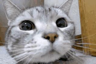 胆小猫咪家里突然发现陌生人,胆小的猫咪到家多久才适应