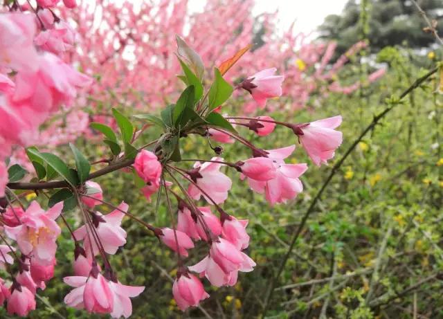 常州农家乐一日游最佳去处带娃,常州好玩的农家乐酒店