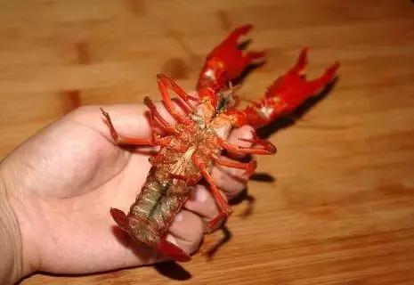 好看得不像实力派的虾贝勒，春晚和您聊聊小龙虾