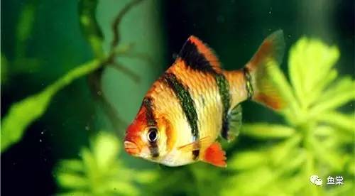 水草缸养小型热带鱼用多大的缸好,水草缸适合混养哪些小型热带鱼