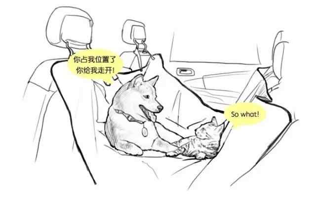 宠物托运流程宠物出行必备知识,带狗子回家过年宠物托运