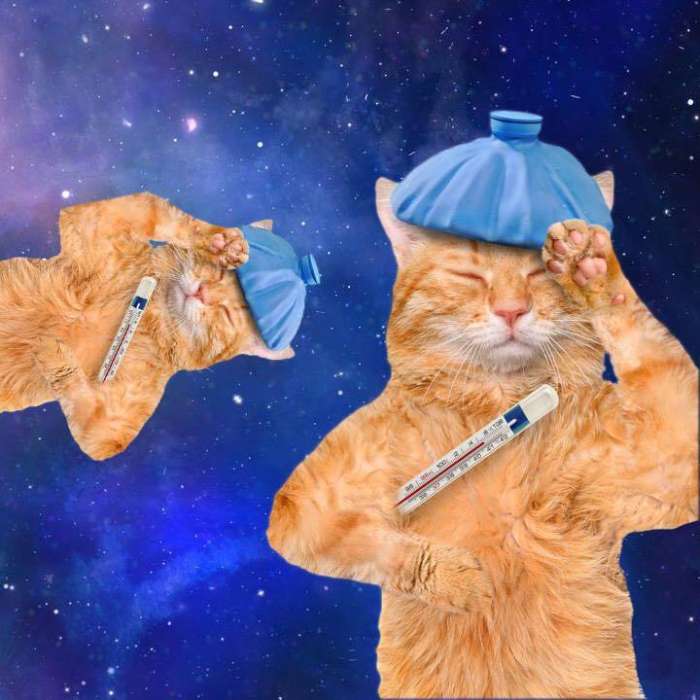 宠物托运流程宠物出行必备知识,带狗子回家过年宠物托运