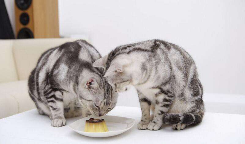 你家猫给你带了什么家具,你给家人准备年货了吗