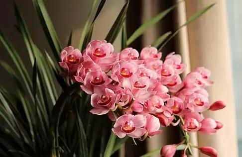 年宵花怎样才能保持长久,年宵花为什么每年都要丢掉