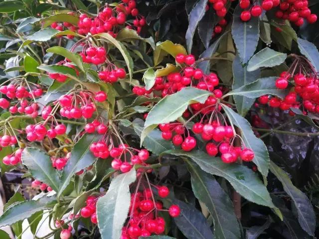 年宵花怎样才能保持长久,年宵花为什么每年都要丢掉