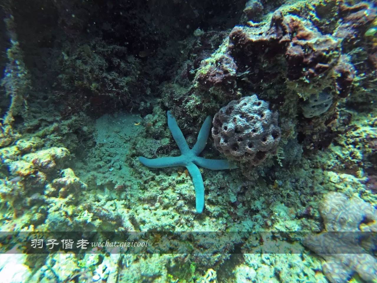 印尼美娜多旅游潜水攻略,印尼美娜多潜水圣地