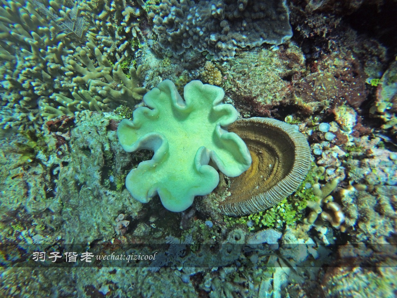 印尼美娜多旅游潜水攻略,印尼美娜多潜水圣地