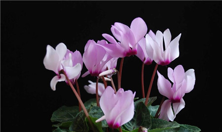 仙客来突然蔫了怎么救活,仙客来萎蔫球腐烂