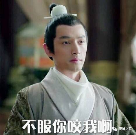 做四有军人,做豚鼠便当