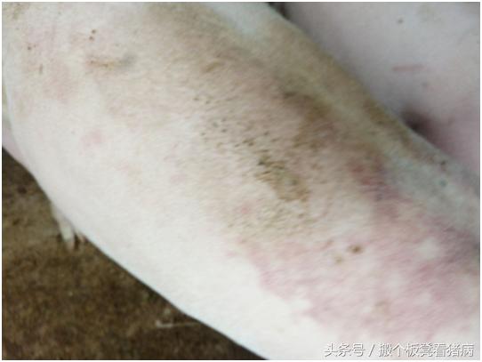 怎样识别猪病并且合理用药,猪病用药小技巧