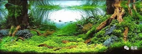 水草缸养小型热带鱼用多大的缸好,水草缸适合混养哪些小型热带鱼