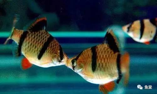 水草缸养小型热带鱼用多大的缸好,水草缸适合混养哪些小型热带鱼