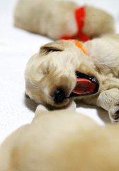 越坐着越困是怎么回事,为什么坐着睡越睡越累