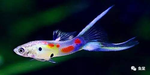 水草缸养小型热带鱼用多大的缸好,水草缸适合混养哪些小型热带鱼