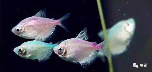 水草缸养小型热带鱼用多大的缸好,水草缸适合混养哪些小型热带鱼